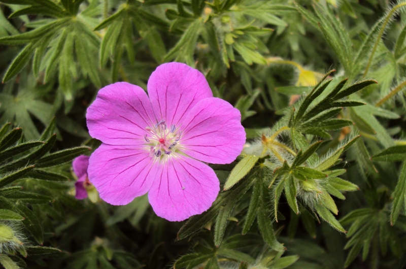 Dal trentino - Geranium sanguineum